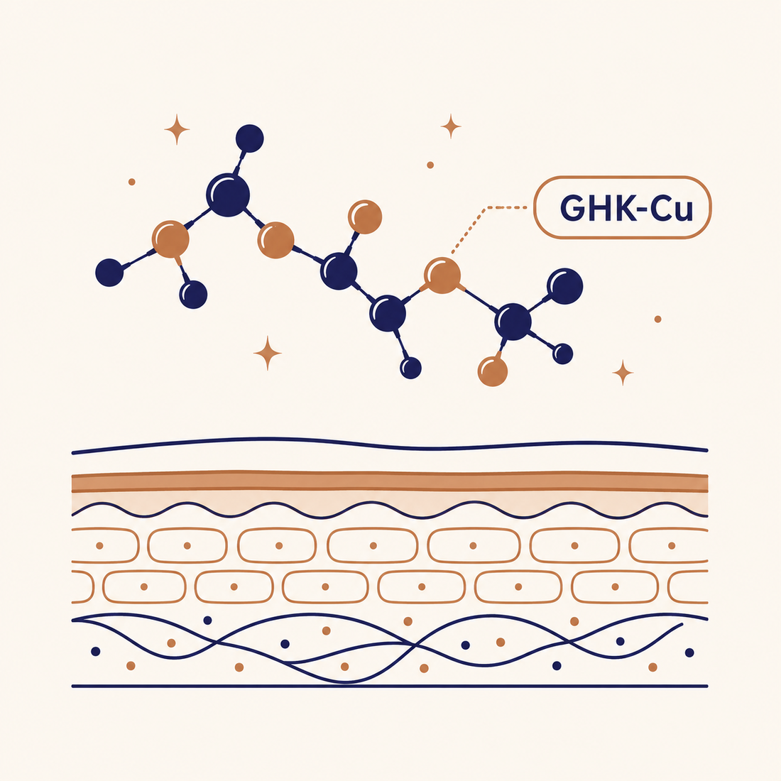 GHK-Cu 101: What It Is and Why It Works